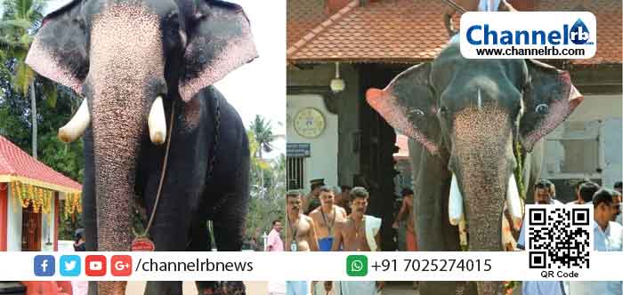 You are currently viewing ഗുരുവായൂരപ്പന്റെ തിടമ്പേറ്റുന്ന കൊമ്പൻ വലിയ കേശവന്‍ ചരിഞ്ഞു