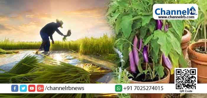 Read more about the article നല്ല പൂന്തോട്ടത്തിന് ഉദ്യാൻ രത്ന; വീട്ടുമുറ്റത്തെ പോഷകത്തോട്ടത്തിന് പോഷക ശ്രീ അവാർഡ്; കാർഷിക മത്സരങ്ങൾക്ക് അപേക്ഷ ക്ഷണിച്ചു