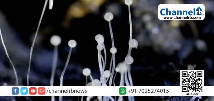 You are currently viewing സംസ്ഥാനത്തെ ആരോഗ്യ മേഖലയില്‍ അതീവ ആശങ്ക; കൊല്ലത്തിന് പിന്നാലെ മലപ്പുറത്തും ബ്ലാക്ക് ഫംഗസ് റിപ്പോർട്ട് ചെയ്‌തു