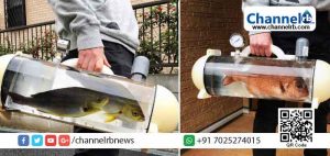 Read more about the article ജീവനോടെ മീനിനെ വാങ്ങാൻ നിങ്ങള്‍ക്ക് ആഗ്രഹം ഉണ്ടോ; എങ്കിൽ നിങ്ങൾക്കായി ഇതാ ഒരു ജാപ്പനീസ് കമ്പനി പുതിയ ഒരു മോഡൽ പെട്ടി സൃഷ്ടിച്ചിരിക്കുന്നു