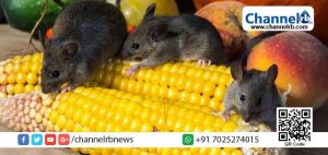 Read more about the article കാട്ടുതീയ്ക്കും വെള്ളപ്പൊക്കത്തിനും ശേഷം എലി ശല്യം; ലോകത്തിലെ ഏറ്റവും മാരകമായ എലിവിഷം 5000 ലിറ്റര്‍ വാങ്ങിയതായി അധികൃതര്‍