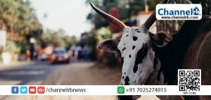 Read more about the article കര്‍ഷകര്‍ക്ക് വേണ്ടി സാക്ഷിയായി പോലീസ് സ്റ്റേഷനിൽ എത്തിയത് പശു; മാപ്പ് ചോദിച്ച് ജാമ്യം നൽകി പോലീസ്