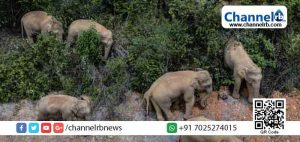 Read more about the article ലക്ഷ്യമില്ലാതെ ആനകൾ യാത്ര ചെയ്ത് പിന്നിട്ടത് 500 കിലോമീറ്ററുകള്‍; വൈറലായി ദൃശ്യങ്ങള്‍