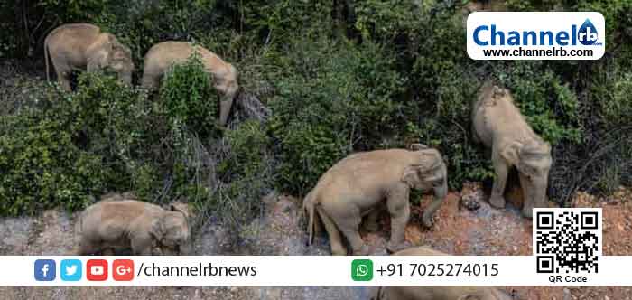 Read more about the article ലക്ഷ്യമില്ലാതെ ആനകൾ യാത്ര ചെയ്ത് പിന്നിട്ടത് 500 കിലോമീറ്ററുകള്‍; വൈറലായി ദൃശ്യങ്ങള്‍
