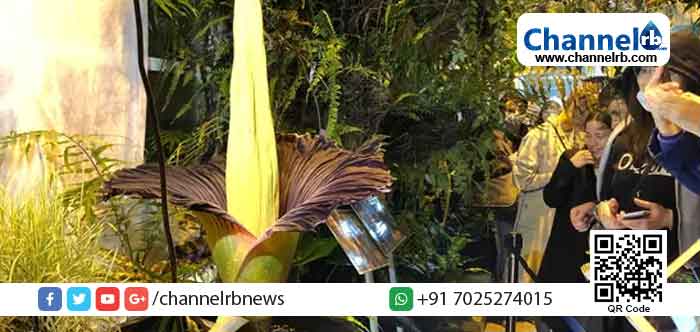 You are currently viewing ലോകത്തിലെ ഏറ്റവും വലിയ പൂവായ ശവ പുഷ്പം വിരിഞ്ഞു; അഴുകിയ മാംസത്തിന്‍റെ ഗന്ധമുള്ള ഭീമന്‍ പുഷ്​പം