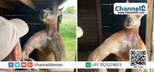 Read more about the article സോഷ്യല്‍ മീഡിയയില്‍ വൈറലായി ബോഡിബില്‍ഡര്‍ കങ്കാരുവിന്‍റെ വീഡിയോ