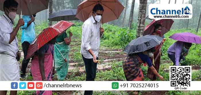 Read more about the article ‘കണി ദി വെജിറ്റബിള്‍ വോക്ക്’ ജൈവ കൃഷി മത്സരം: ആദ്യഘട്ട വിളവെടുപ്പ് നടന്നു