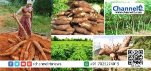 Read more about the article പ്രതിസന്ധിയിലായ കർഷകർക്ക് ആശ്വാസമാകാൻ ‘കാസർകോട് കപ്പ ചാലഞ്ച്’