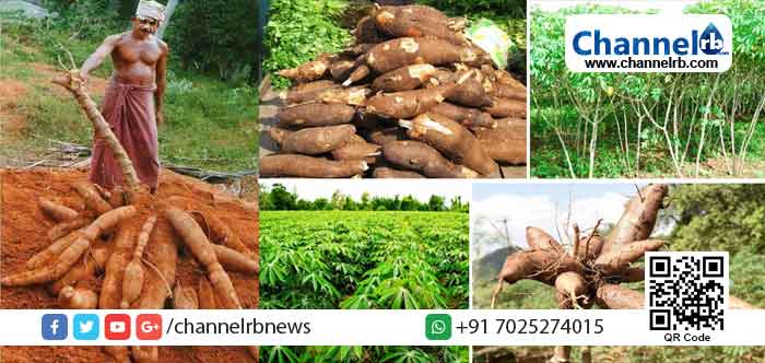 Read more about the article പ്രതിസന്ധിയിലായ കർഷകർക്ക് ആശ്വാസമാകാൻ ‘കാസർകോട് കപ്പ ചാലഞ്ച്’