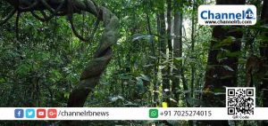 Read more about the article കാവ് സംരക്ഷണത്തിന് ധനസഹായവുമായി വനം വന്യജീവി വകുപ്പ്; ഇപ്പോള്‍ അപേക്ഷിക്കാം