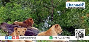 Read more about the article അവസാന സിംഹവും വിടവാങ്ങി; നെയ്യാർ ലയൺ സഫാരി പാർക്കിൽ ഇനി സിംഹങ്ങളില്ല