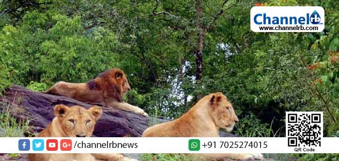 Read more about the article അവസാന സിംഹവും വിടവാങ്ങി; നെയ്യാർ ലയൺ സഫാരി പാർക്കിൽ ഇനി സിംഹങ്ങളില്ല
