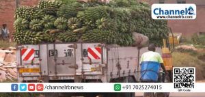 Read more about the article തമിഴ്‌നാട്ടിൽ നിന്ന് കഞ്ചാവും വിദേശമദ്യവും കേരളത്തിലേക്ക് എത്തുന്നത് വാഴക്കുല ലോറിയിൽ