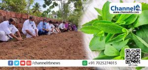 Read more about the article പഞ്ചസാരയെക്കാള്‍ 30 ഇരട്ടി മധുരമുള്ള മധുര തുളസി; കൃഷി ചെയ്ത് മുളിയാര്‍ കുടുബശ്രീ സി. ഡി. എസ്