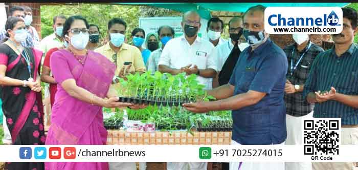 Read more about the article പള്ളിക്കര പഞ്ചായത്തിൽ വർഷം മുഴുവൻ പച്ചക്കറി ഉത്പാദനം; തൈകൾ  വിതരണം ചെയ്തു