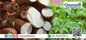 Read more about the article മരച്ചീനിയിൽ നിന്ന് സ്പിരിറ്റ്; കർഷകന് കൂടുതൽ വരുമാനം കിട്ടുന്നതിനുള്ള സാധ്യതകളെ കുറിച്ച് പഠിക്കാന്‍  കേരളം