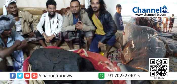 Read more about the article ചത്ത തിമിംഗലത്തില്‍ നിന്ന് ലഭിച്ചത് 10 കോടിയുടെ ആംബര്‍ഗ്രിസ്;കോടീശ്വരന്മാരായി മത്സ്യത്തൊഴിലാളികള്‍