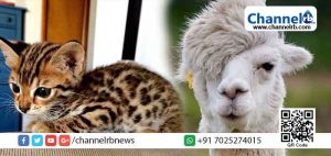 Read more about the article സൗന്ദര്യത്തില്‍ ഇവനാണ് ഒന്നാമന്‍;  ലോകത്തിലെ ഏറ്റവും ഭംഗിയുള്ള മൃഗങ്ങളെ അറിയാം