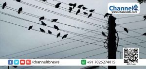 Read more about the article പക്ഷികള്‍ ഇലക്ട്രിക്ക് ലൈനിൽ ഇരിക്കുമ്പോൾ എന്തുകൊണ്ട് ഷോക്കേൽക്കുന്നില്ല എന്നറിയാമോ