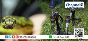 Read more about the article പാമ്പുകളെ മാത്രം ഉത്പാദിപ്പിക്കാൻ ഒരു ഗ്രാമം; ഇവിടെ കൃഷി ചെയ്യുന്നത് വിഷ പാമ്പുകളെ വരെ