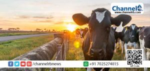 Read more about the article പശുക്കൾക്ക് നിന്ന്കൊണ്ടും ഉറങ്ങാൻ സാധിക്കും; ഇതാ, പശുക്കളെ കുറിച്ച് നിങ്ങൾക് അറിയാത്ത രസകരമായ ചില കാര്യങ്ങൾ