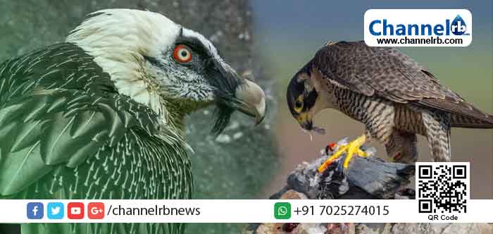 You are currently viewing ഇവര്‍ ലോകത്തിലെ ഏറ്റവും അപകടകാരികളായ പക്ഷികൾ