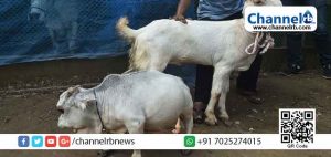 Read more about the article ആടിനെക്കാള്‍ ചെറിയ കുള്ളൻ പശു കൗതുകമാകുന്നു; കേരളത്തിന്‍റെ മാണിക്യത്തിന്‍റെ റെക്കോർഡ് ബംഗ്ലാദേശി റാണി കൊണ്ട് പോകുമോ