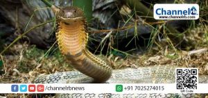 Read more about the article തിരുവനന്തപുരം മൃഗശാല ജീവനക്കാരന്‍ രാജവെമ്പാലയുടെ കടിയേറ്റ് മരിച്ചു