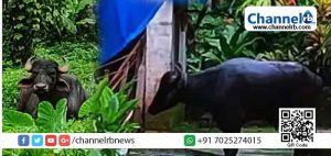 Read more about the article ബക്രീദിന് ബലി കൊടുക്കാൻ കൊണ്ടുവന്ന പോത്ത് വിരണ്ടോടി: കോഴിക്കോട് സംഭവിച്ചത് എന്തെന്നറിയാം