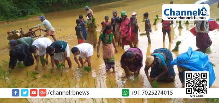 Read more about the article കുടുംബശ്രീ ജില്ലാ മിഷന്‍റെ ‘മഴപ്പൊലിമ’ ഉത്സവമാക്കി നാട്ടുകൂട്ടങ്ങള്‍; പുതിയതായി 21 ഹെക്ടര്‍ തരിശുഭൂമിയില്‍  കൃഷിയിറക്കും