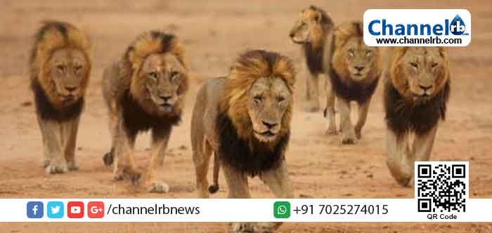 You are currently viewing സ്പാർട്ട പ്രൈഡ് അഥവാ ലോകം കണ്ട ഏറ്റവും ശക്തരായ സിംഹക്കൂട്ടം