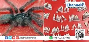 Read more about the article പോളണ്ടില്‍ നിന്നും ചെന്നൈയില്‍ എത്തിയത് ജീവനുള്ള  നൂറിലധികം എട്ടുകാലികള്‍; ഡീ പോര്‍ട്ട് ചെയ്യാനൊരുങ്ങി അധികൃതര്‍