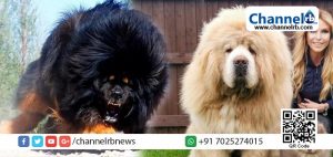 Read more about the article ഒറ്റനോട്ടത്തിൽ ഒരു സിംഹം; എന്നാല്‍ ഇത് കോടികൾ വിലയുള്ള നായയുടെ കഥ