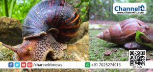 Read more about the article ആഫ്രിക്കൻ ഒച്ചിനെ പിടിക്കുന്നവർക്ക് ഓണം ബംബർ സമ്മാനം; ആശയവുമായി ആലപ്പുഴയിലെ ഒരു ​ഗ്രാമം