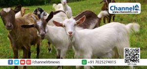 Read more about the article ദക്ഷിണേന്ത്യയിലെ ഏറ്റവും വലിയ സര്‍ക്കാര്‍ ആട് ഫാം;  നിര്‍മ്മാണ പ്രവൃത്തി ബേഡഡുക്കയില്‍ പുരോഗമിക്കുന്നു