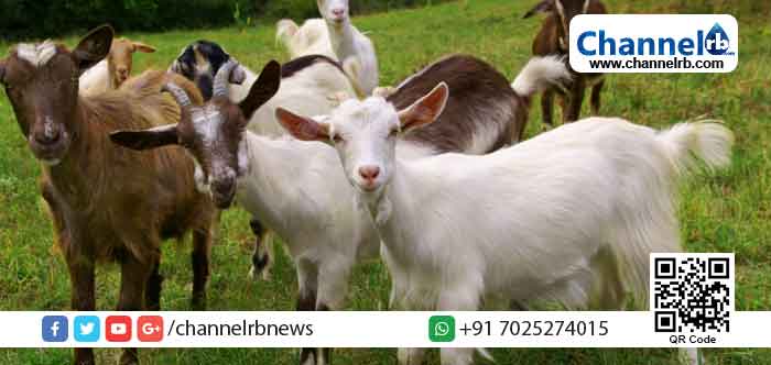 Read more about the article ദക്ഷിണേന്ത്യയിലെ ഏറ്റവും വലിയ സര്‍ക്കാര്‍ ആട് ഫാം;  നിര്‍മ്മാണ പ്രവൃത്തി ബേഡഡുക്കയില്‍ പുരോഗമിക്കുന്നു