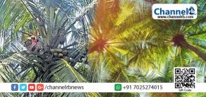 Read more about the article ടെലിഫിലിം ഷൂട്ടിങ്ങിനിടെ ദേഹാസ്വാസ്ഥ്യം; ക്യാമറാമാന്‍ തെങ്ങിന് മുകളില്‍ കുടുങ്ങി: പിന്നീട് സംഭവിച്ചത്