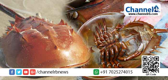 You are currently viewing അറിയപ്പെടുന്നത് ജീവിച്ചിരിക്കുന്ന അസ്ഥിപഞ്ചരമെന്ന പേരില്‍; 45 കോടി വർഷങ്ങൾക്ക് മുൻപ് മുതൽ ഭൂമിയിൽ ജീവിക്കുന്ന ഞണ്ട് വര്‍ഗത്തെ അറിയാം