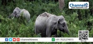 Read more about the article കാട്ടാനകള്‍ ആനമതിലുകളെയും മറികടക്കുന്ന സാഹചര്യം; മലയോരത്തെ കാട്ടാന ശല്യം രൂക്ഷമായ പ്രദേശങ്ങളില്‍ സോളാര്‍ തൂക്കുവേലികള്‍ സ്ഥാപിക്കാന്‍ വനം വകുപ്പ്