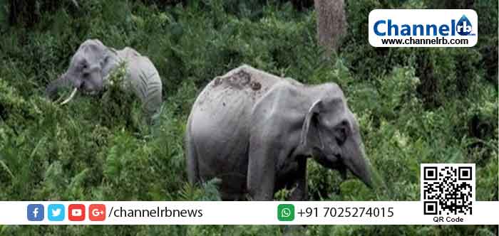 Read more about the article കാട്ടാനകള്‍ ആനമതിലുകളെയും മറികടക്കുന്ന സാഹചര്യം; മലയോരത്തെ കാട്ടാന ശല്യം രൂക്ഷമായ പ്രദേശങ്ങളില്‍ സോളാര്‍ തൂക്കുവേലികള്‍ സ്ഥാപിക്കാന്‍ വനം വകുപ്പ്