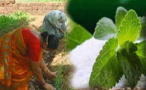 Read more about the article മുളിയാറിലെ പെണ്‍കരുത്തില്‍ പഞ്ചസാരയെക്കാള്‍ 30 ഇരട്ടി മധുരിക്കുന്ന മധുര തുളസിക്ക് ഇരട്ടി മധുരം