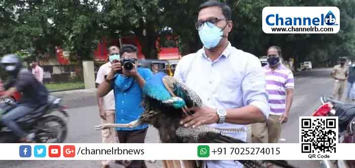 Read more about the article ദമ്പതികൾ സഞ്ചരിച്ച ബൈക്കിൽ പറന്നു വന്ന മയിൽ ഇടിച്ചു; ബൈക്ക് മറിഞ്ഞ് ഭർത്താവ് മരിച്ചു; ഭാര്യയ്ക്ക് ഗുരുതര പരിക്ക്