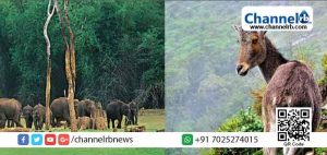 Read more about the article ഉണരുന്ന ടൂറിസം മേഖല; തേക്കടിയും രാജമലയും നാളെ തുറക്കും; മാട്ടുപ്പെട്ടിയില്‍ ബോട്ടിംഗ് ആരംഭിച്ചു