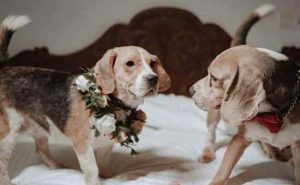 Read more about the article ആസിഡും ജാന്‍വിയും വിവാഹിതരായി; കൗതുകമായി ആഢംബരഹോട്ടലില്‍ വളര്‍ത്തുനായ്ക്കളുടെ കല്ല്യാണം