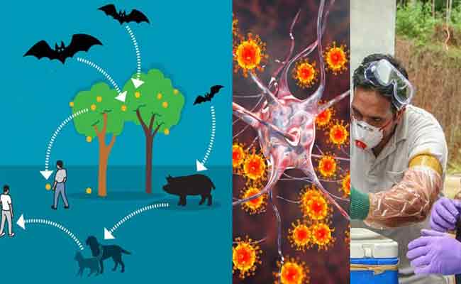 You are currently viewing പ്രതിരോധം പ്രധാനം; സ്വീകരിക്കേണ്ട മുന്‍കരുതലുകള്‍; നിപ വൈറസ് അറിയേണ്ടതെല്ലാം