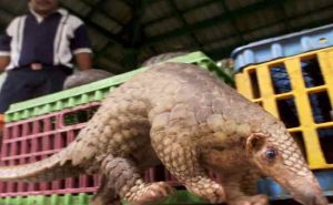 Read more about the article കോവിഡ് എത്തുംമുൻപ് ചൈന ജീവനോടെ വിറ്റത് അമ്പതിനായിരത്തോളം വന്യമൃഗങ്ങളെ