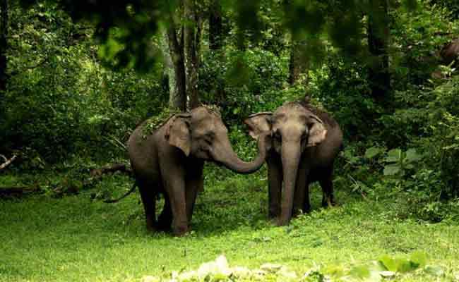 Read more about the article കാട്ടാനകളെ പ്രതിരോധിക്കാൻ കാറഡുക്ക ബ്ലോക്ക് പഞ്ചായത്ത് ആവിഷ്കരിച്ച ആന മതിൽ,  മാതൃകാ പദ്ധതി വേഗത്തിലാകുമെന്ന പ്രതീക്ഷ ഏറുന്നു