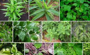 Read more about the article ഔഷധച്ചെടികളെപ്പറ്റി അവബോധം വളർത്തി സംരക്ഷിക്കുക ലക്‌ഷ്യം; ജില്ലയിലെ സർക്കാർ ഡിസ്‌പെൻസറികളിൽ ഔഷധത്തോട്ടങ്ങളൊരുങ്ങുന്നു