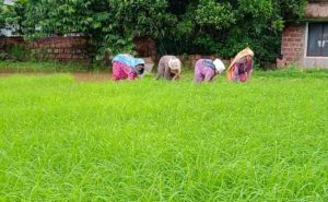 Read more about the article പെണ്‍കരുത്തില്‍  മുളിയാറിലെ ബിരിയാണി മണമുള്ള നെല്‍പ്പാടങ്ങള്‍