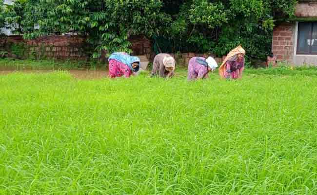 Read more about the article പെണ്‍കരുത്തില്‍  മുളിയാറിലെ ബിരിയാണി മണമുള്ള നെല്‍പ്പാടങ്ങള്‍